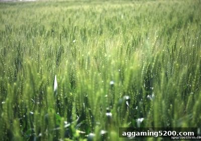 体育博彩公司旗下SG飞艇新用户首存奖励条款全解析
